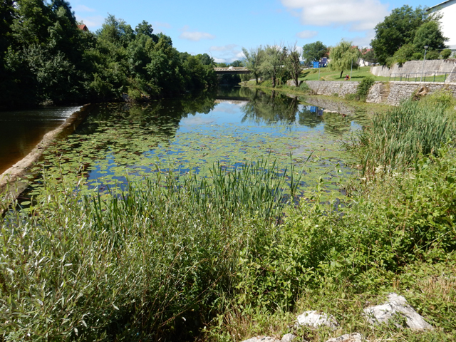 Gospićki bent na Novčici je presložen prije desetak godina i podignut za pola metra pa je uzvodno nastala bara puna komaraca i - lokvanja ćega nikad do sada nije bilo/ Arhiva Lika pressa Gospić                                                         